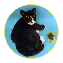 Mr-Black-in-a-circle